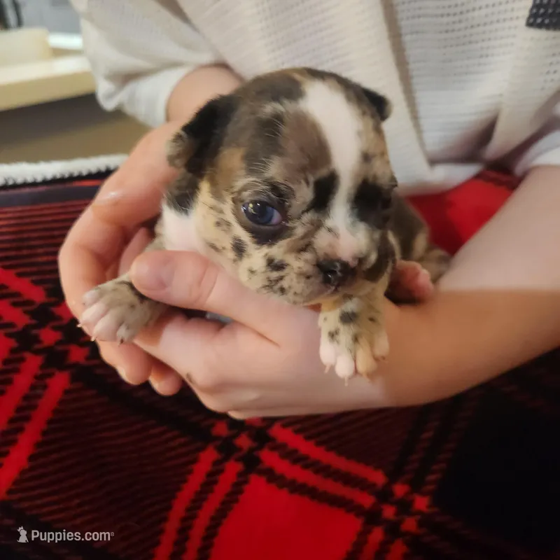 Merle female , a female Frenchton for sale in Greensburg, IN – Photo 1 of 3