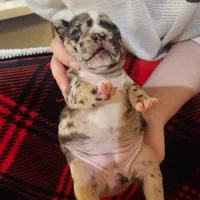 Merle female , a female Frenchton for sale in Greensburg, IN – Photo 2 of 3