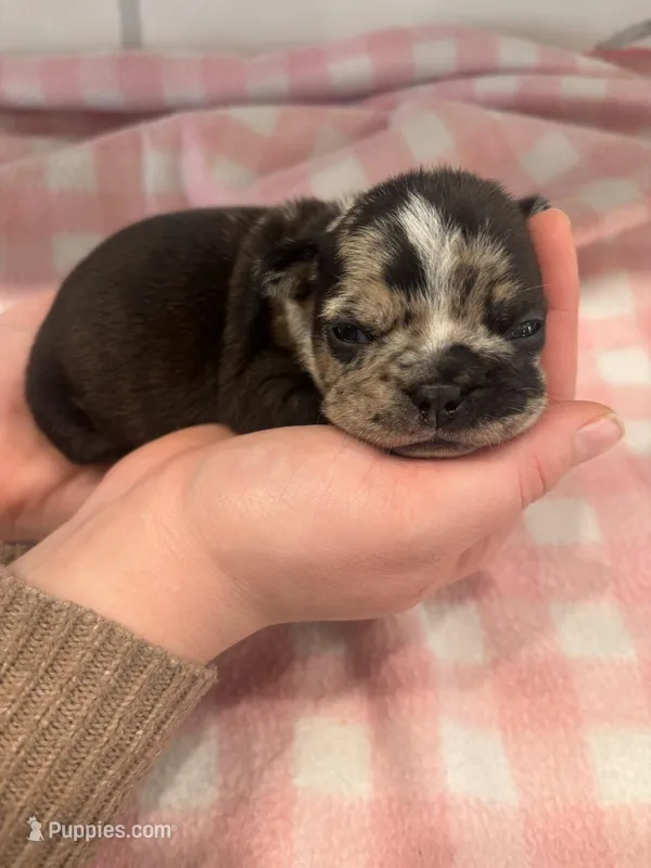 Brindle/Merle female