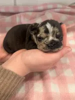 Brindle/Merle female, a female Frenchton for sale in Greensburg, IN – Photo 1 of 2