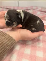 Brindle/Merle female, a female Frenchton for sale in Greensburg, IN – Photo 2 of 2