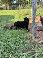 Heath, a male Miniature Goldendoodle for sale in Anderson, SC – 7 of 7