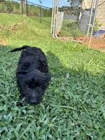 Heath, a male Miniature Goldendoodle for sale in Anderson, SC – 6 of 7