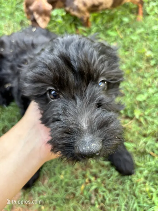 Heath – Miniature Goldendoodle puppy for sale in Anderson, SC