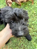 Heath, a male Miniature Goldendoodle for sale in Anderson, SC – 1 of 7
