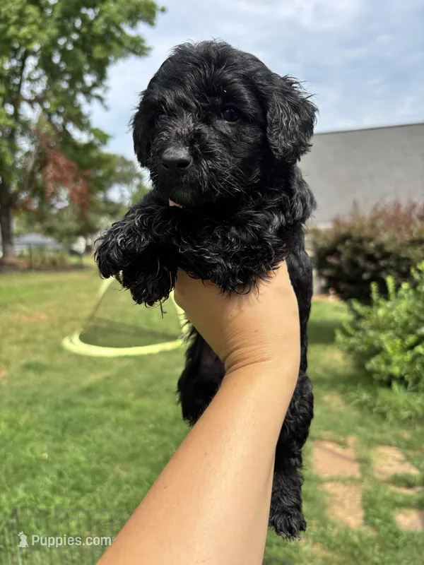 Heath – Miniature Goldendoodle puppy for sale in Anderson, SC