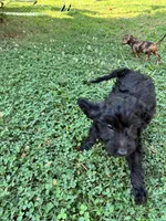 Heath, a male Miniature Goldendoodle for sale in Anderson, SC – 5 of 7