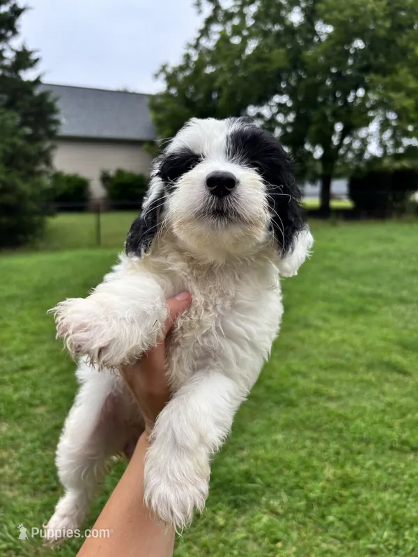Trolli – Miniature Goldendoodle puppy for sale in Anderson, SC