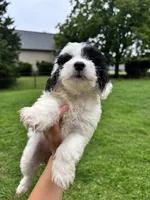 Trolli, a female Miniature Goldendoodle for sale in Anderson, SC – 1 of 3