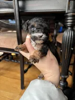 Tiana, a female Miniature Goldendoodle for sale in Anderson, SC – Photo 2 of 5