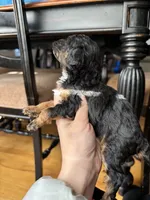 Tiana, a female Miniature Goldendoodle for sale in Anderson, SC – Photo 4 of 5