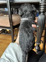 Tiana, a female Miniature Goldendoodle for sale in Anderson, SC – Photo 5 of 5