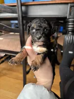 Tiana, a female Miniature Goldendoodle for sale in Anderson, SC – Photo 3 of 5