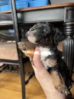 Tiana, a female Miniature Goldendoodle for sale in Anderson, SC – Photo 1 of 5