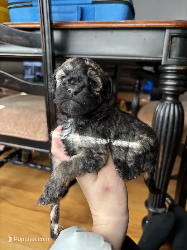 Ana, a female Miniature Goldendoodle for sale in Anderson, SC – Photo 1 of 4
