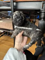 Ana, a female Miniature Goldendoodle for sale in Anderson, SC – Photo 2 of 4