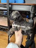 Ana, a female Miniature Goldendoodle for sale in Anderson, SC – Photo 3 of 4