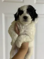 Trolli, a female Miniature Goldendoodle for sale in Anderson, SC – 2 of 3