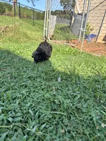 Heath, a male Miniature Goldendoodle for sale in Anderson, SC – 4 of 7