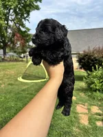 Heath, a male Miniature Goldendoodle for sale in Anderson, SC – 2 of 2