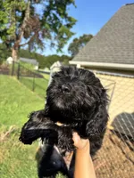 Heath, a male Miniature Goldendoodle for sale in Anderson, SC – 2 of 7