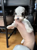 Charming, a male Miniature Goldendoodle for sale in Anderson, SC – Photo 1 of 5