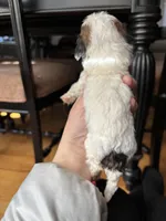 Charming, a male Miniature Goldendoodle for sale in Anderson, SC – Photo 4 of 5