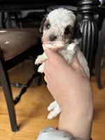 Charming, a male Miniature Goldendoodle for sale in Anderson, SC – Photo 2 of 5