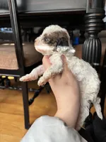 Charming, a male Miniature Goldendoodle for sale in Anderson, SC – Photo 5 of 5