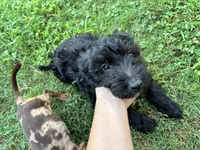 Heath, a male Miniature Goldendoodle for sale in Anderson, SC – 3 of 7