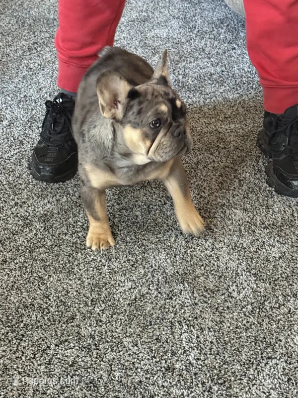 Aurora  – French Bulldog puppy for sale in Torrington, CT