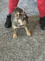Aurora , a female French Bulldog for sale in Torrington, CT – 1 of 7