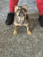 Aurora , a female French Bulldog for sale in Torrington, CT – 5 of 7