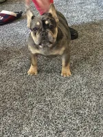 Aurora , a female French Bulldog for sale in Torrington, CT – 6 of 7