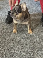 Aurora , a female French Bulldog for sale in Torrington, CT – 3 of 7