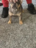 Aurora , a female French Bulldog for sale in Torrington, CT – 2 of 7