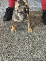 Aurora , a female French Bulldog for sale in Torrington, CT – 7 of 7