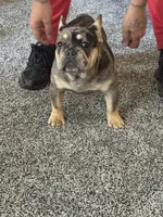 Aurora , a female French Bulldog for sale in Torrington, CT – 4 of 7