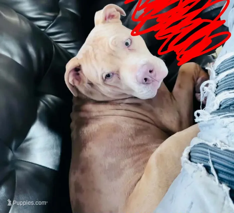 Duece – American Bully puppy for sale in Mansfield, OH