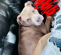 Duece, a male American Bully for sale in Mansfield, OH – 1 of 2