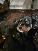 betty, a female Bernese Mountain Dog and Rottweiler for sale in Mansfield, OH – 5 of 5