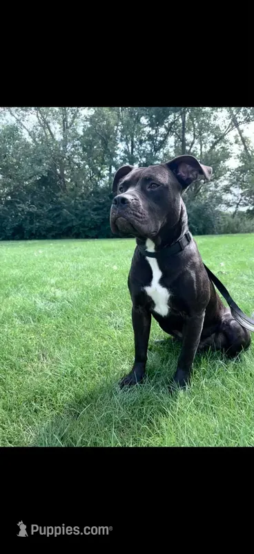 Bano – Cane Corso puppy for sale in Mansfield, OH