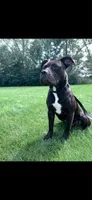 Bano, a male Cane Corso for sale in Mansfield, OH – 1 of 2