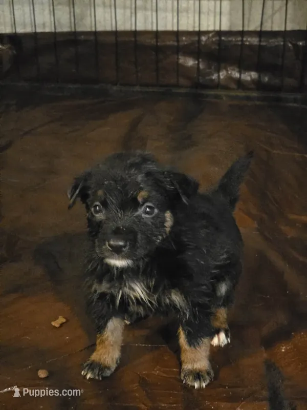 betty – Bernese Mountain Dog, Rottweiler puppy for sale in Mansfield, OH