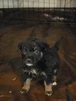 betty, a female Bernese Mountain Dog and Rottweiler for sale in Mansfield, OH – 1 of 5
