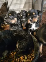 betty, a female Bernese Mountain Dog and Rottweiler for sale in Mansfield, OH – 4 of 5