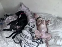 Duece, a male American Bully for sale in Mansfield, OH – 2 of 2