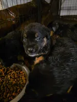 betty, a female Bernese Mountain Dog and Rottweiler for sale in Mansfield, OH – 3 of 5