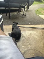 Kash , a male American Pit Bull Terrier for sale in Dumfries, VA – 3 of 4