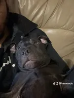 Kash , a male American Pit Bull Terrier for sale in Dumfries, VA – 4 of 4